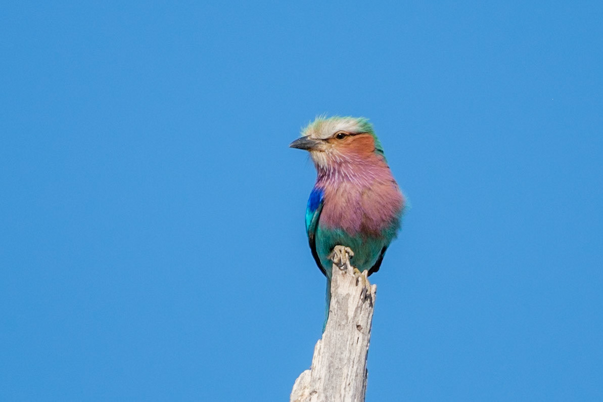 Botswana - Sable Alley Camp - Morning Game Drive - Lilac-breasted Roller