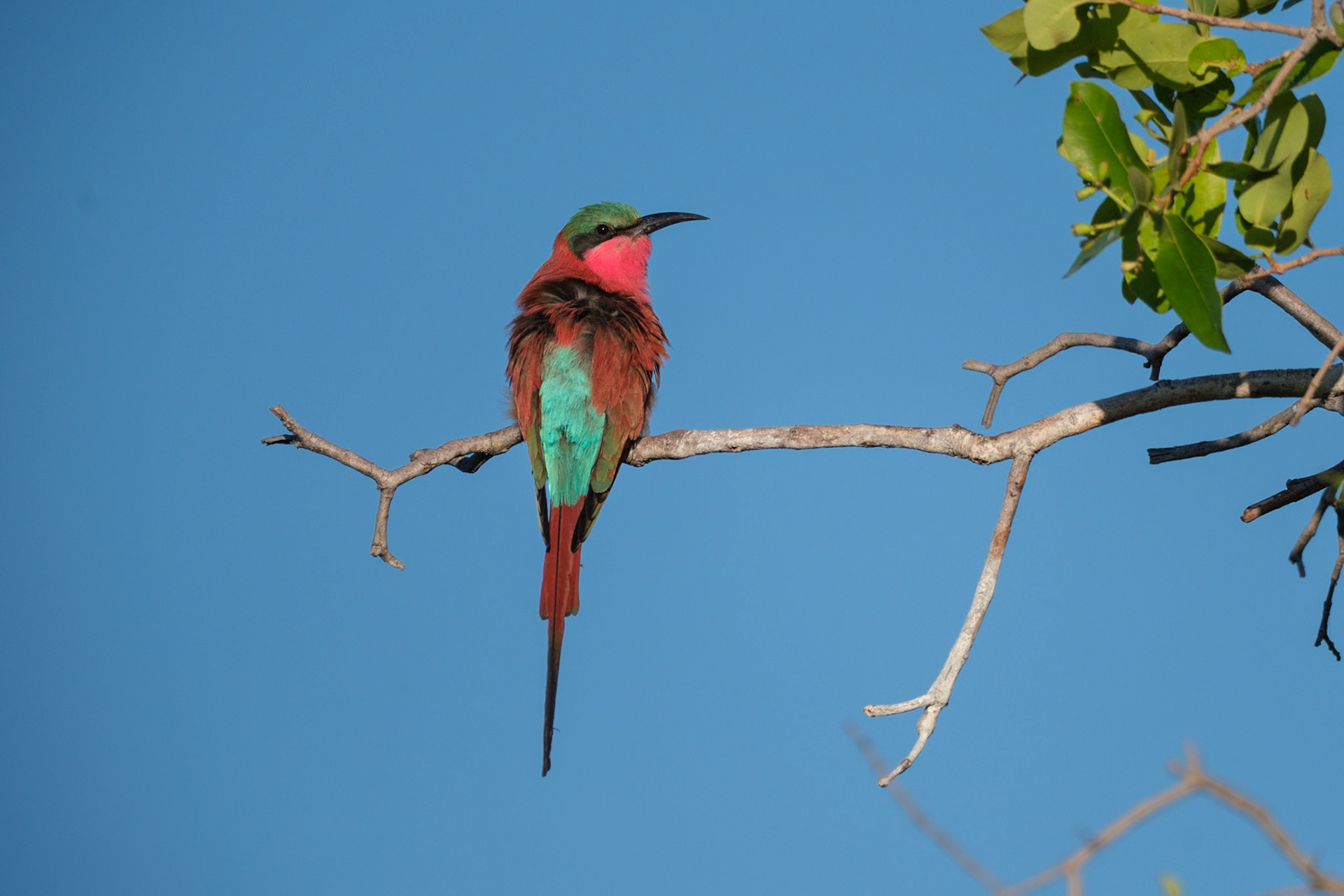 Botswana - Kwara Camp - Morning Boat Trip - Carmine Bee-eater