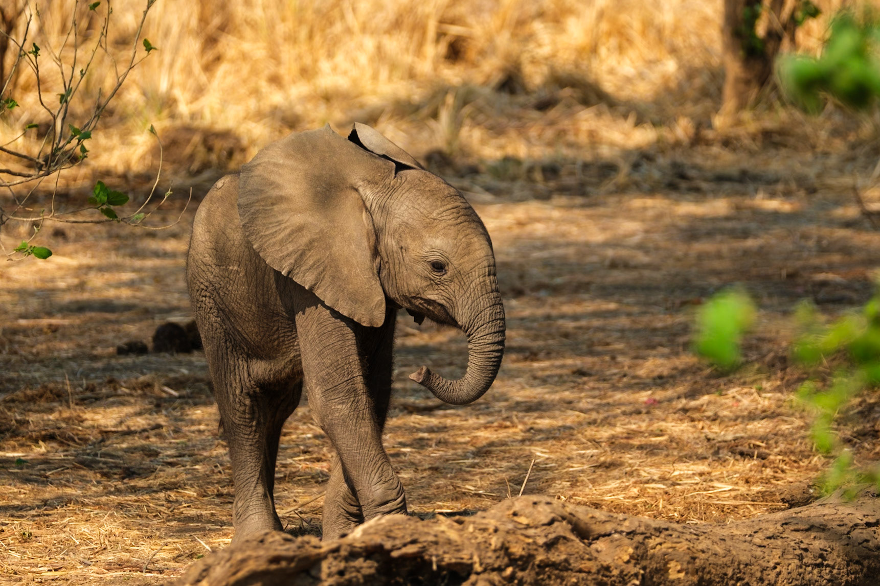 Zambia 2025 - Old Mondoro Camp - 4th Game Drive