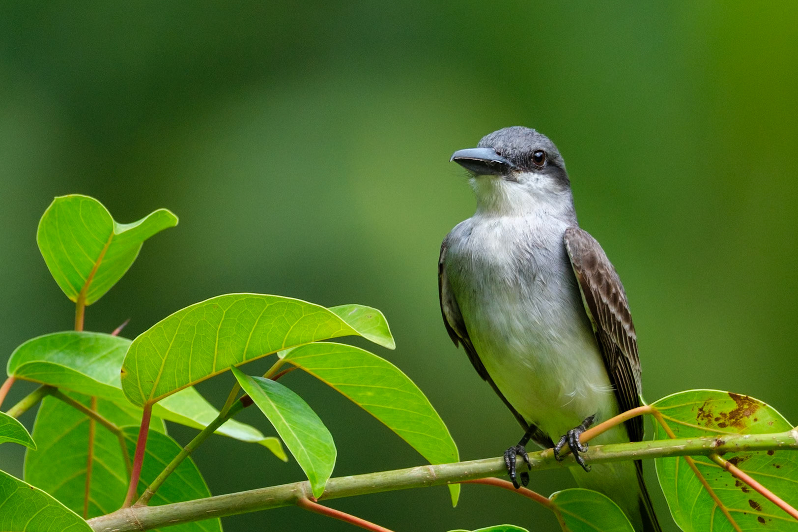 St. Lucia, Anse Chastenet, Green Heron