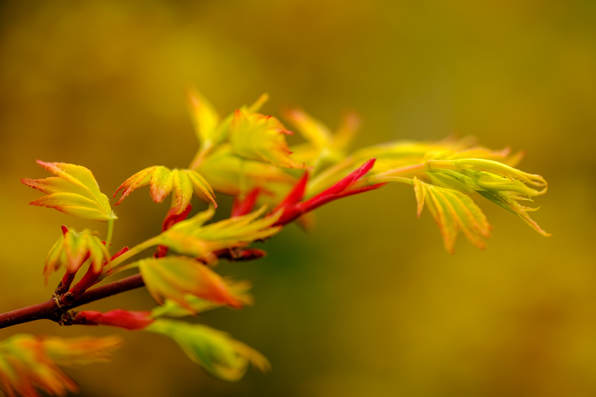 Spring blooms at Morris Arboretum