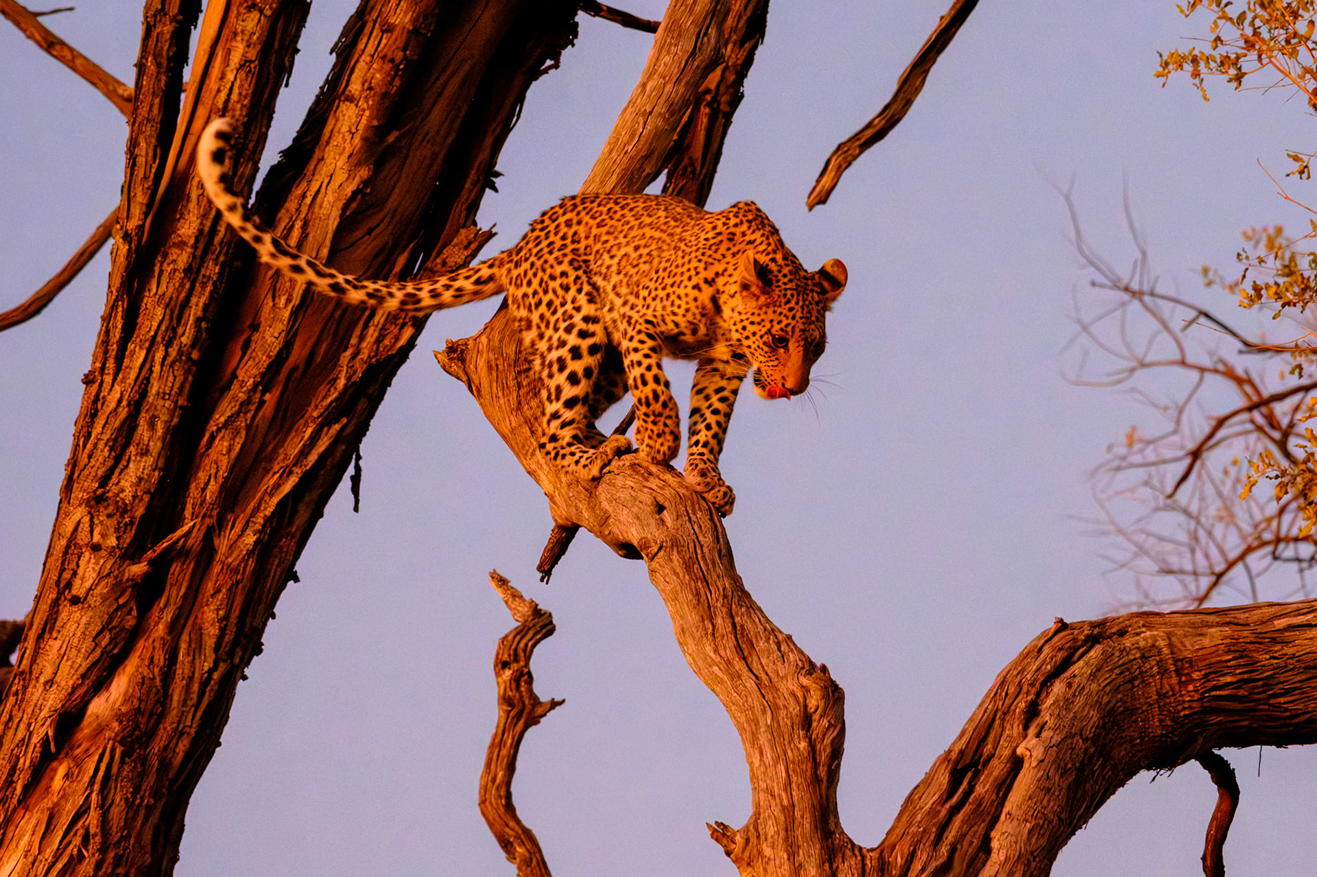 Botswana - Sable Alley Camp - Afternoon Game Drive - Young Female Leopard hunting monkeys