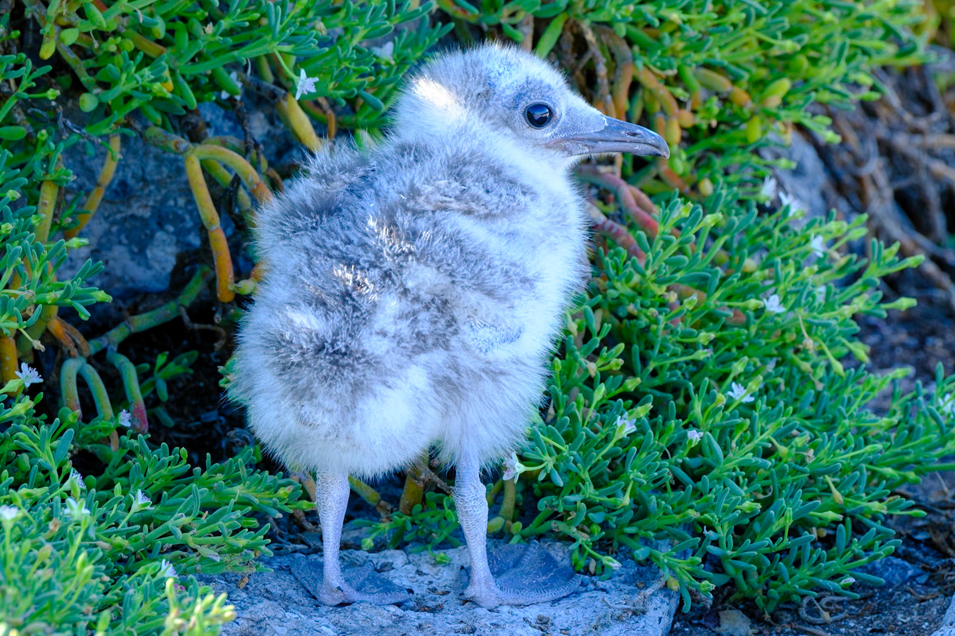 Galapagos Islands - South Plaza Island - Swallowtail Gull chick