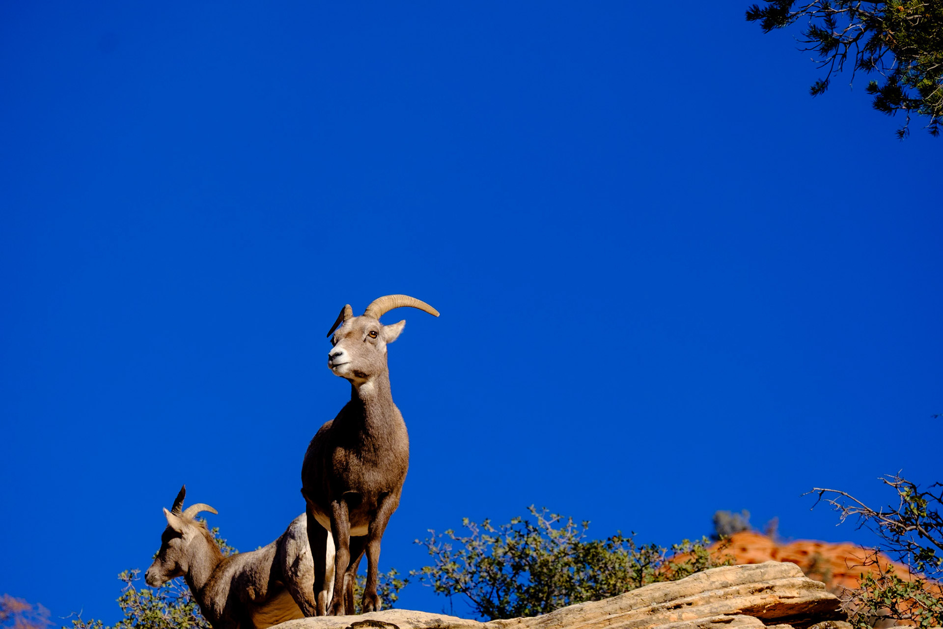 Utah Trip 2021Zion National Park - Canyon Overlook Trail - Bighorn Sheep