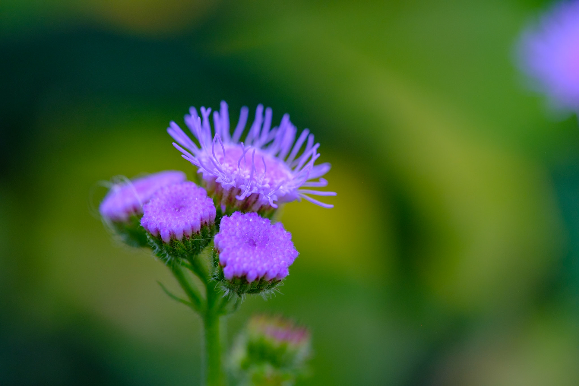Stevens-Coolidge House and Gardens