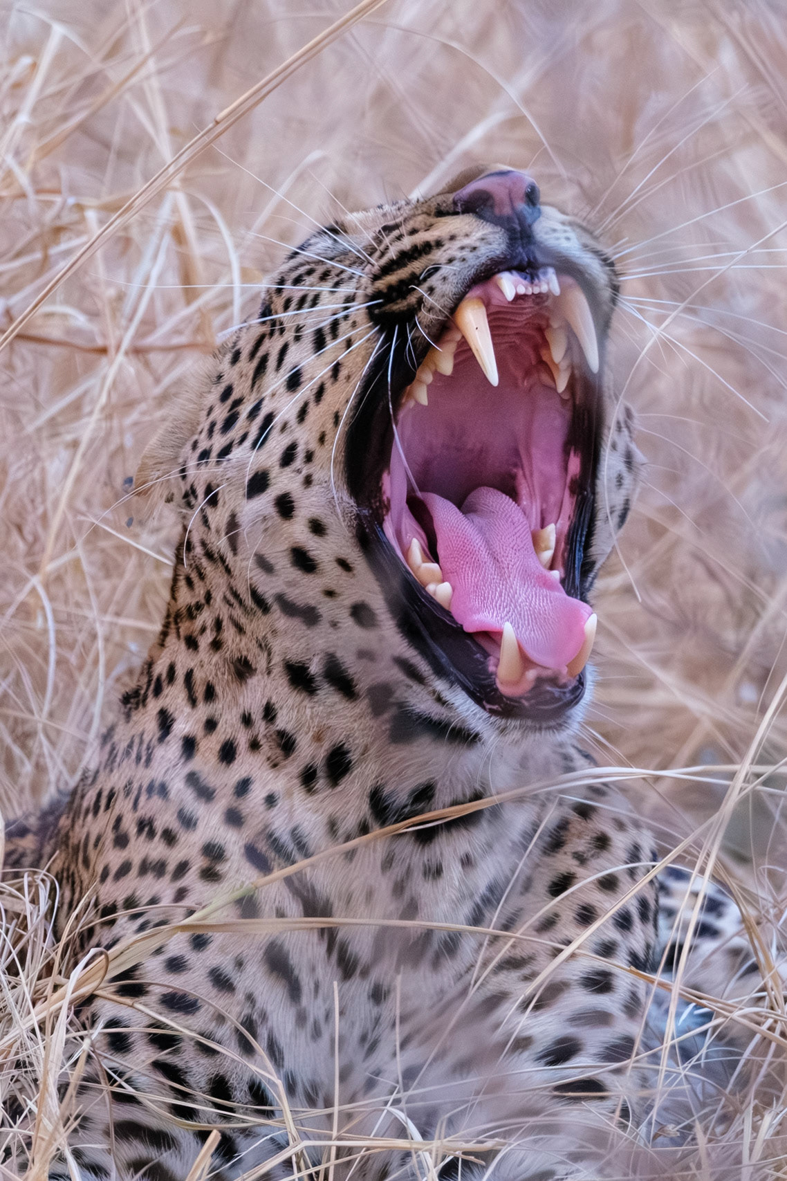 Zambia 2025 - Mwamba Camp - 1st Game Drive