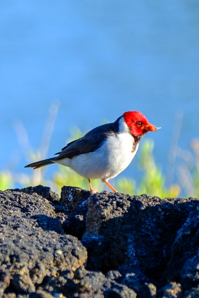 Yellow-billed Cardinal