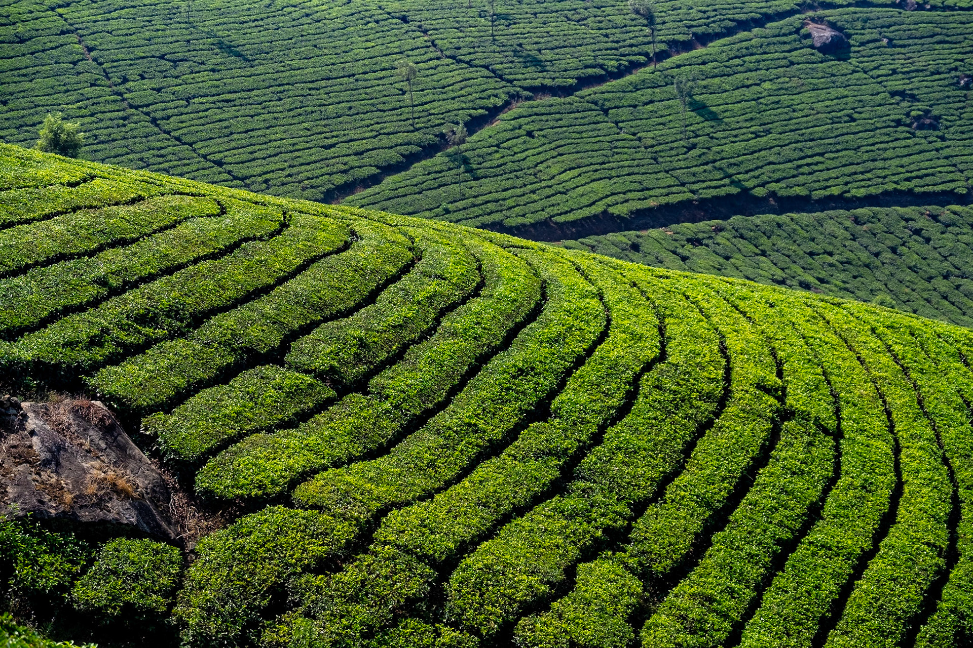 Tea Plantation - Munnar