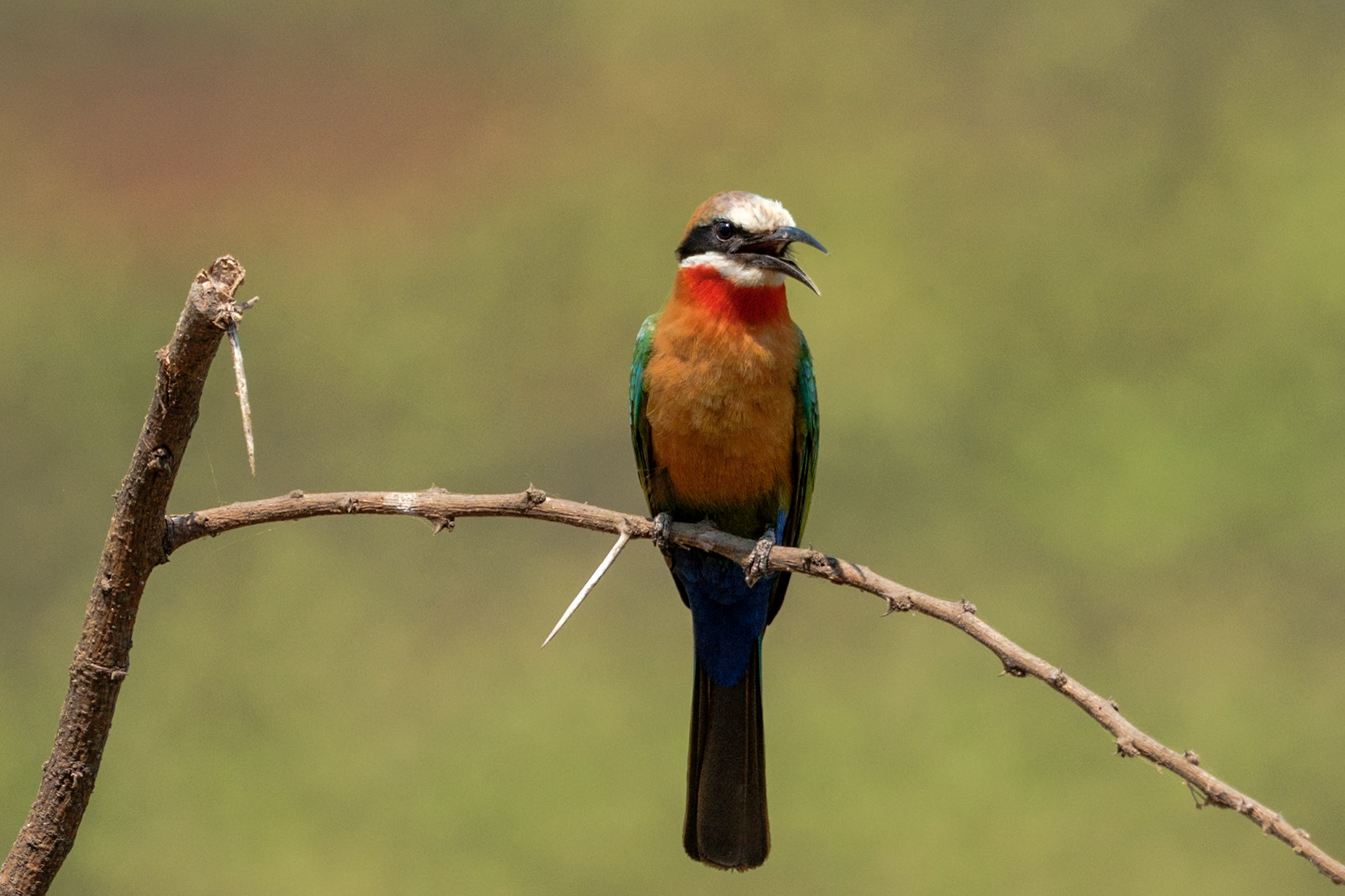 Zambia 2025 - Old Mondoro Camp - 2nd Game Drive