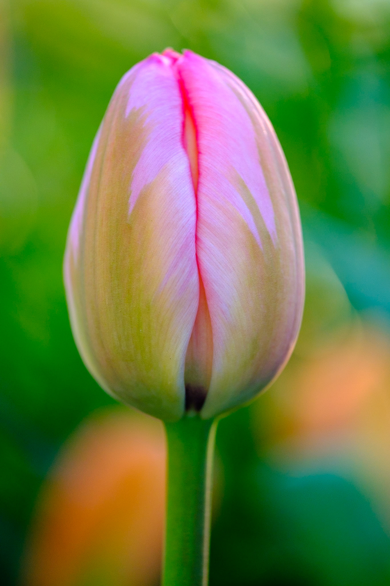Longwood Gardens - Spring Tulips Photo Class