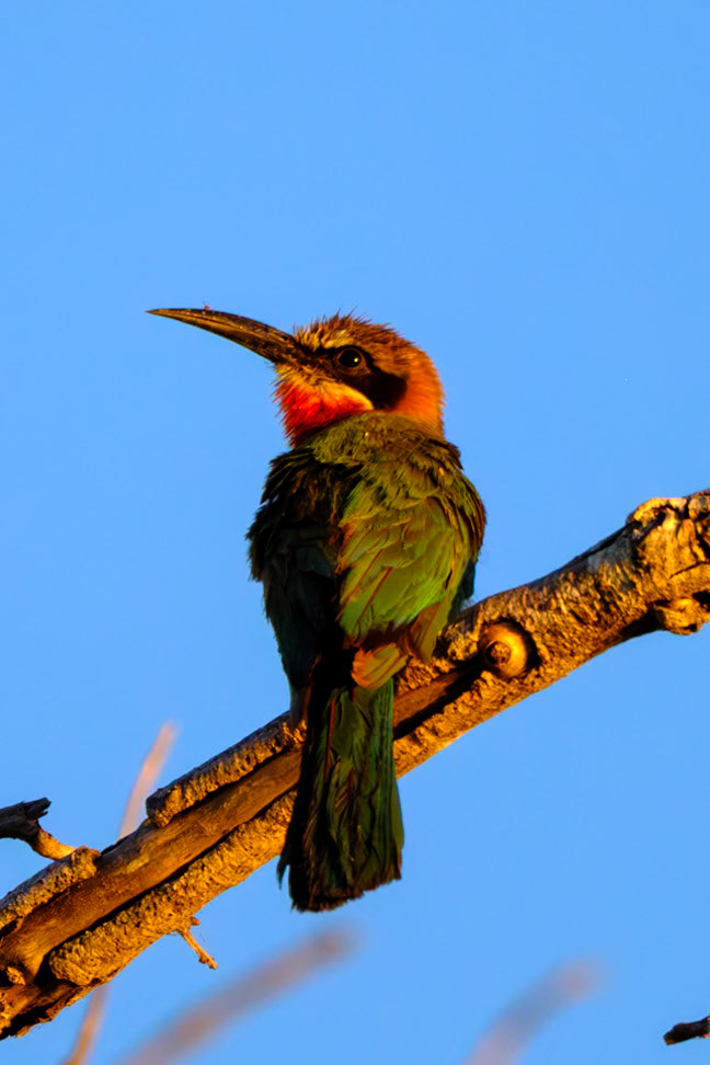 Botswana - Kwara Camp - Evening Boat Trip  - Carmine Bee-eater