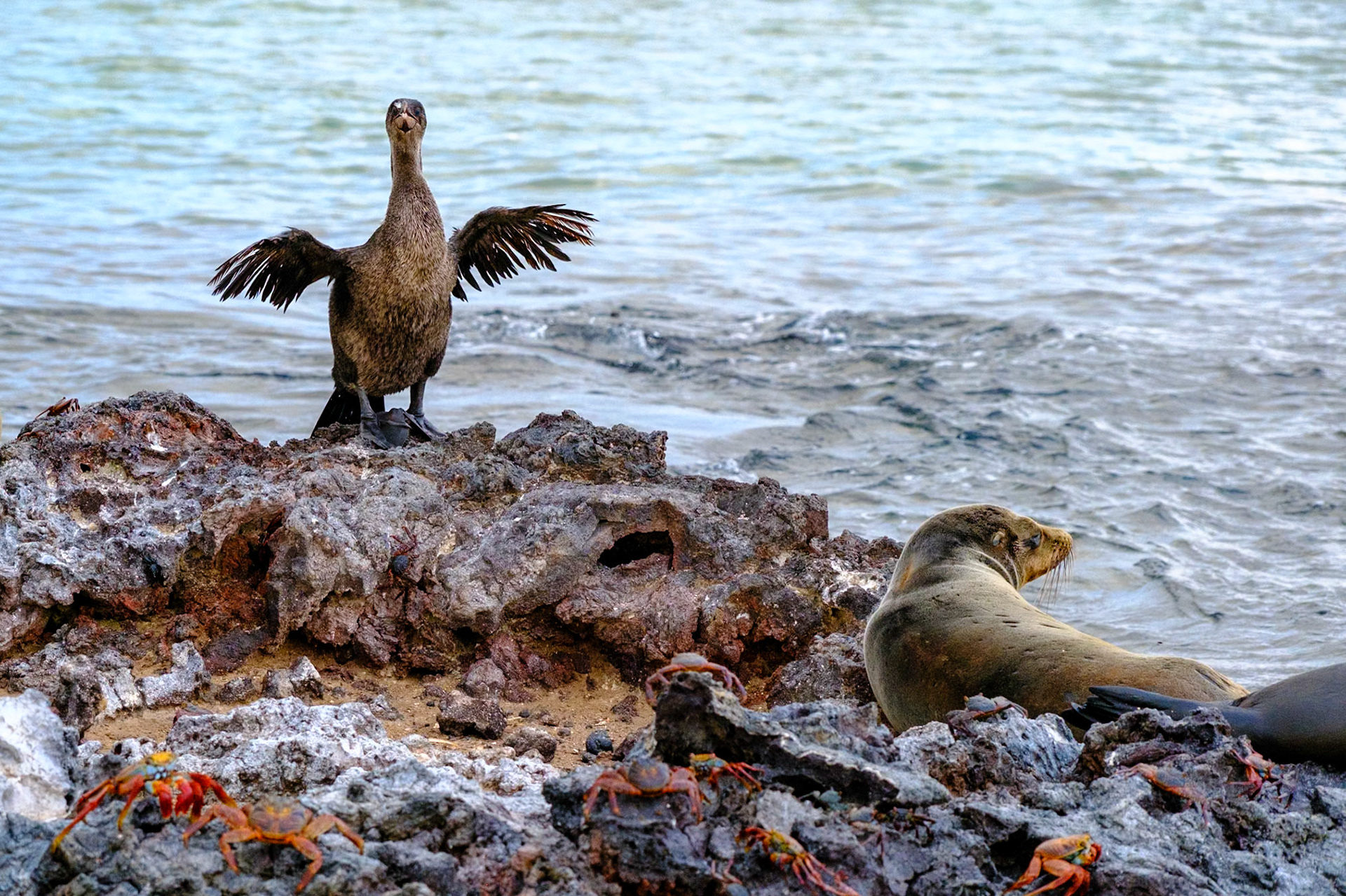 Galapagos Islands - Isabella Island - Elizabeth Bay - Mangrove Forest - Flightless Cormorant