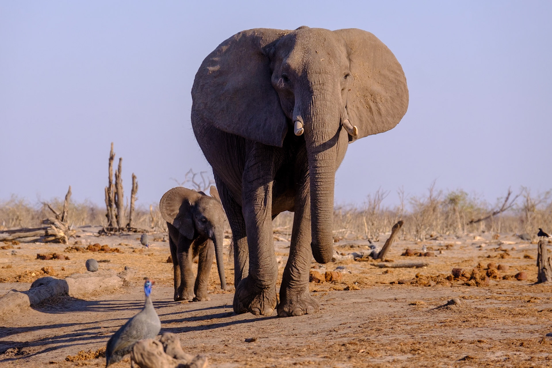 Botswana - Sable Alley Camp - Hyena Pan Photo Hide - Elephants