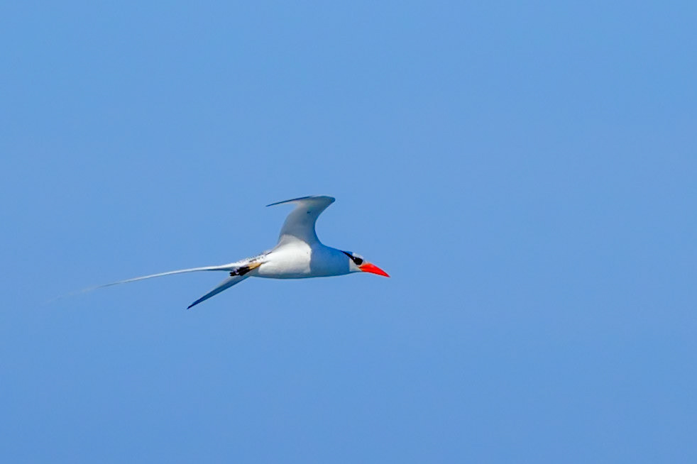 Galapagos Islands - South Plaza Island -Swallowtail Gull