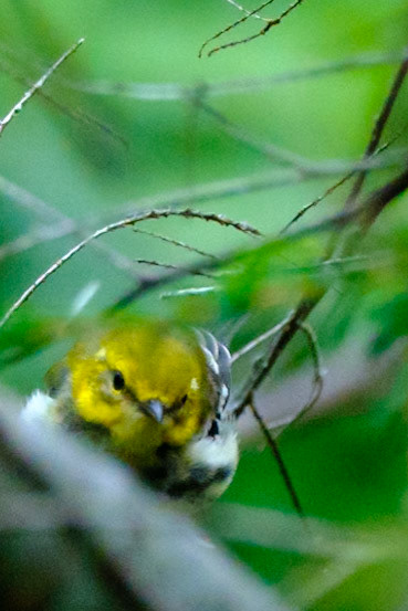 Hiram Blake Camp 2023