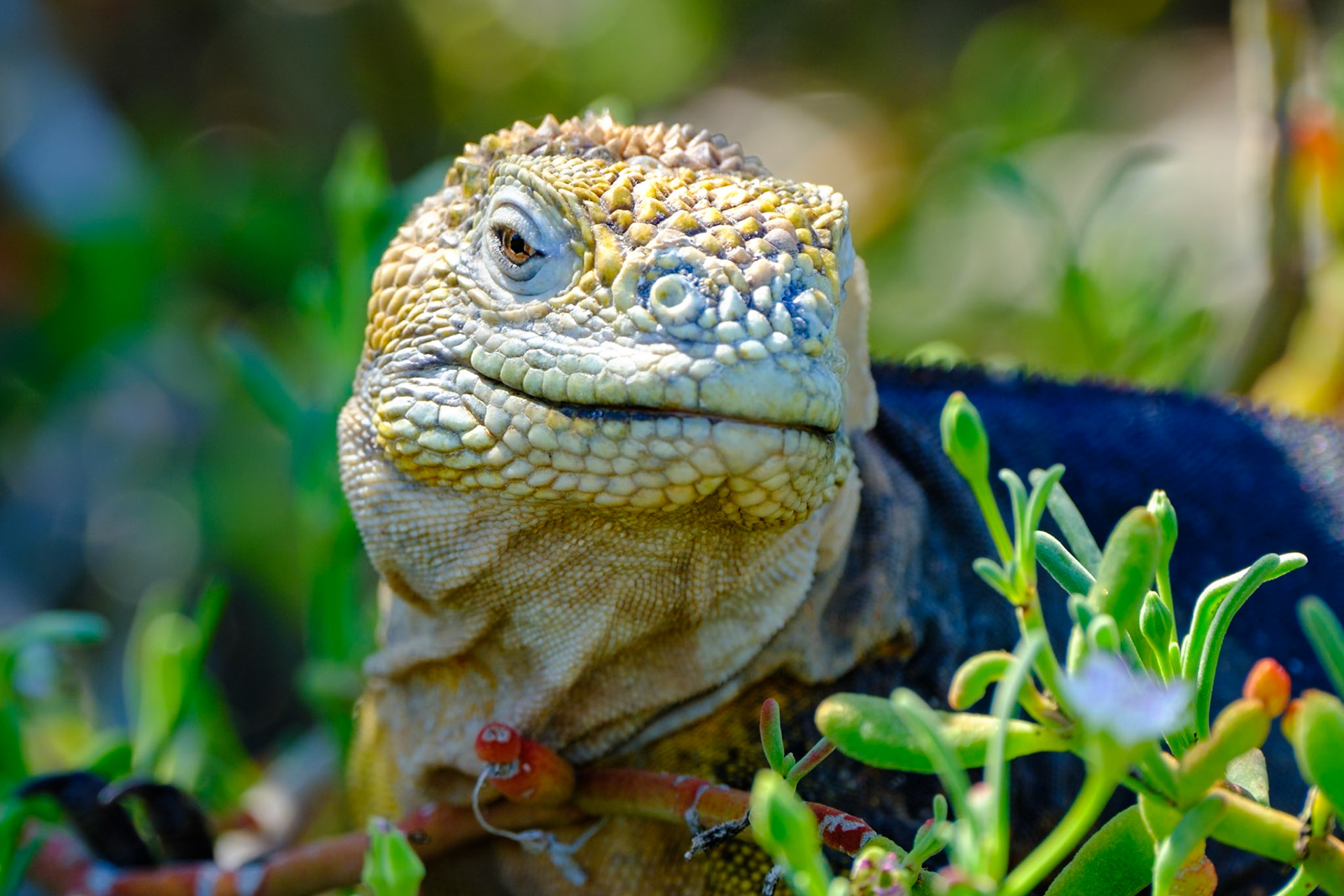 Galapagos Islands - South Plaza Island - Land Iguana