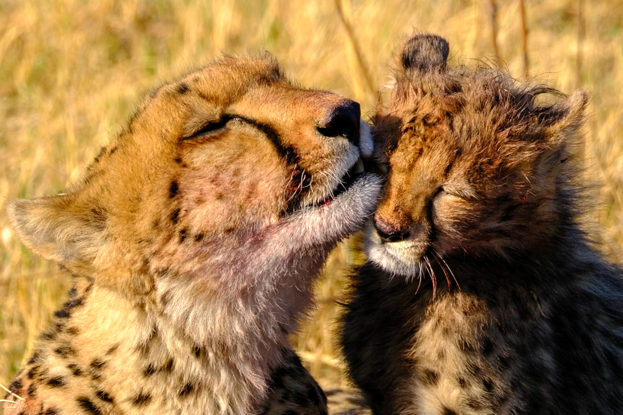 Botswana - Sable Alley Camp - Morning Game Drive - Female Cheetah and cub at kill