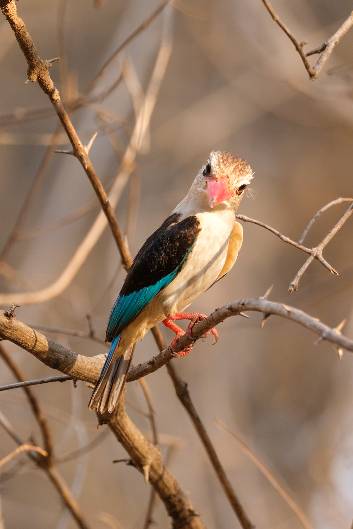 Zambia 2025 - Kaingo Camp - 1st Game Drive