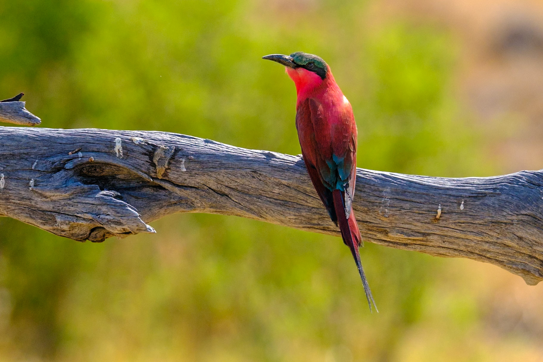 Botswana - Sable Alley Camp - Morning Game Drive - Carmine Bee-eater