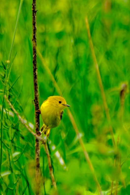 Middle Creek Wildlife Refuge Birdwalk