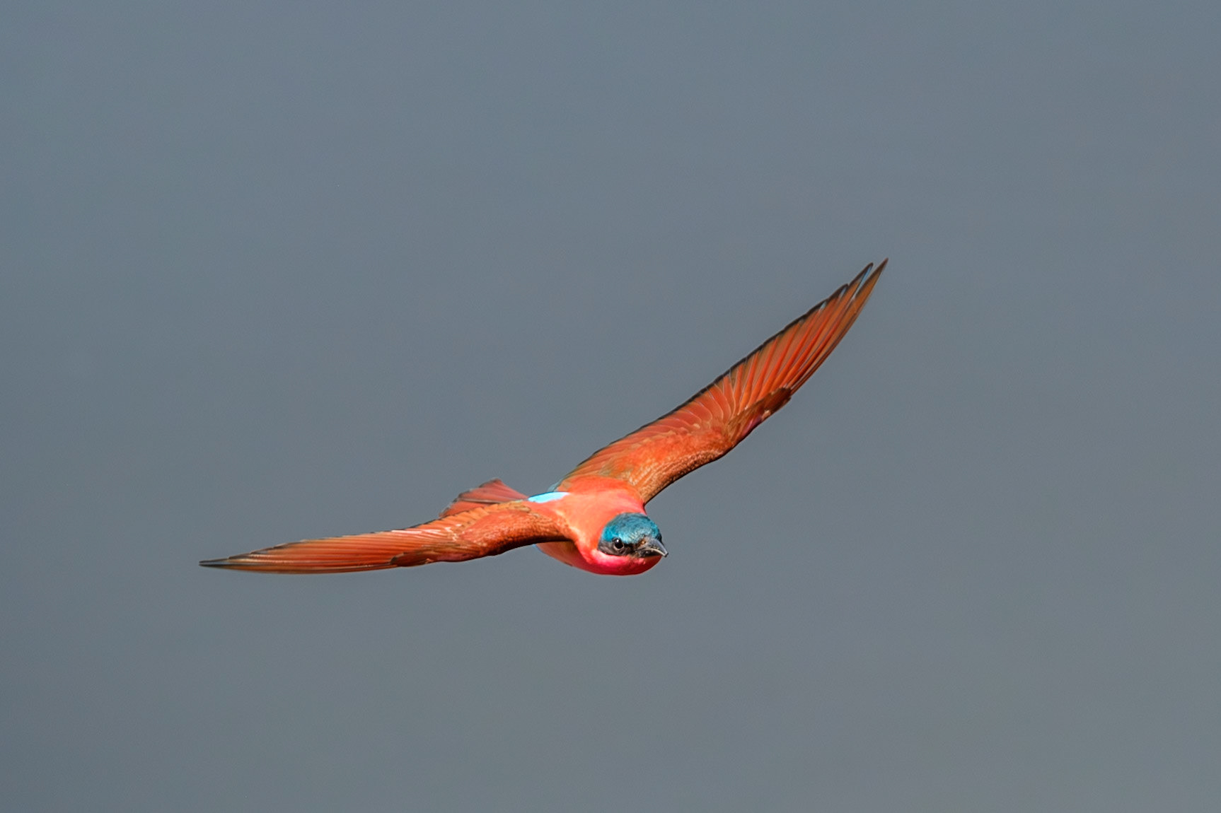 Zambia 2025 - Mwamba Camp - 4th Game Drive - Return to the Carmine Bee-eater Hide