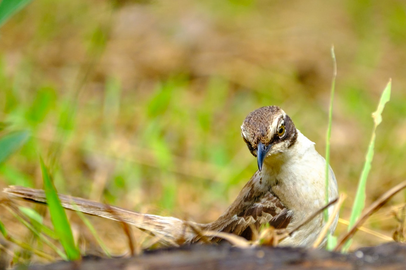 Galapagos Islands - Santa Cruz Island - Tortoise Migration point