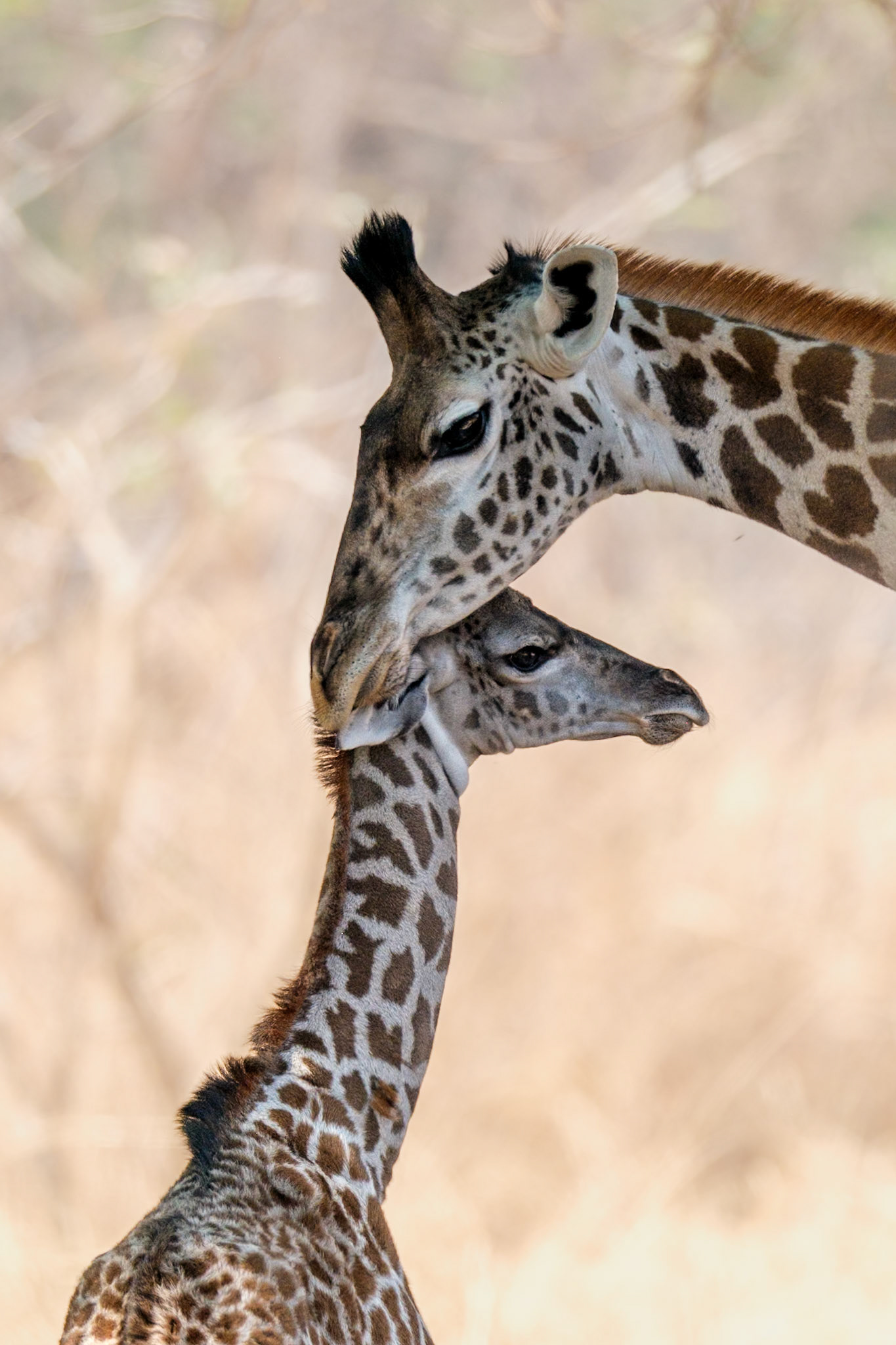 Zambia 2025 - Mwamba Camp - 4th Game Drive - 1 week old baby giraffe with family