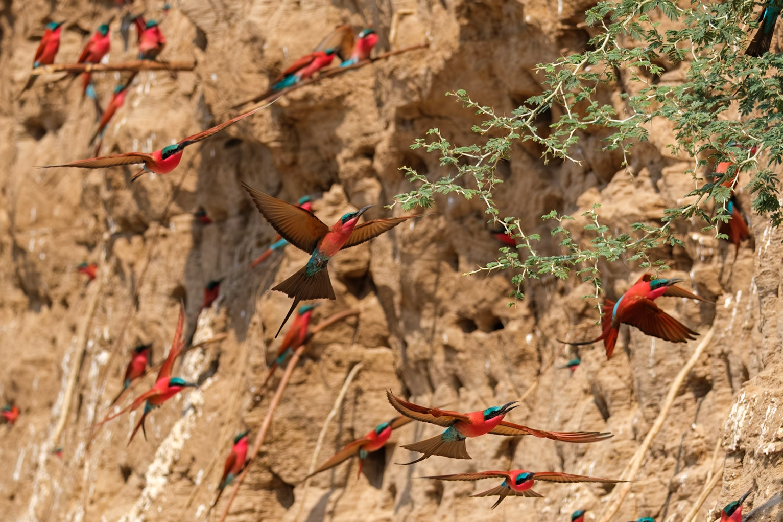 Zambia 2025 - Kaingo Camp  4th Game Drive - Carmine Bee-eater Colony at the Carmine Bee-eater Hide