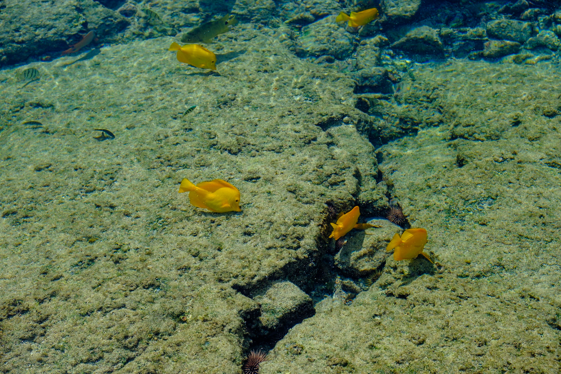 Yellow Tangs at Pu’uhonua o Honaunau National Historic Park