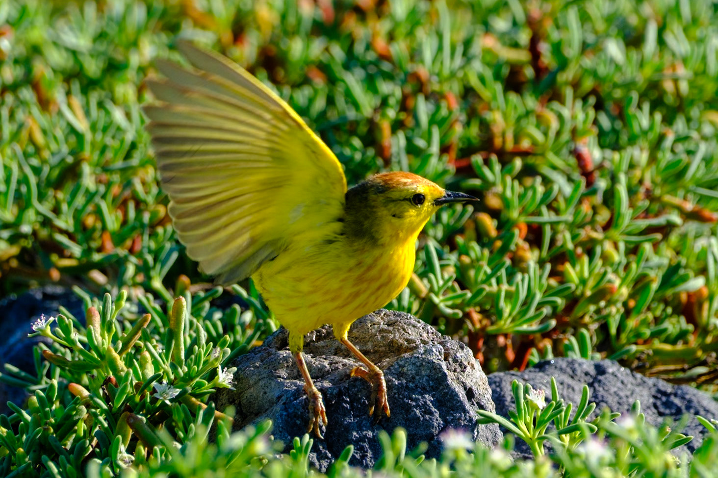 Galapagos Islands - South Plaza Island - Yellow Warbler