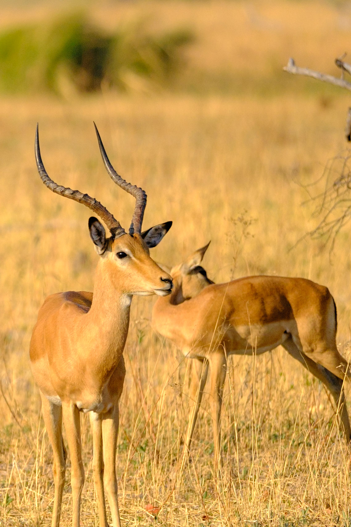 Botswana - Sable Alley Camp - Morning Game Drive - Impala