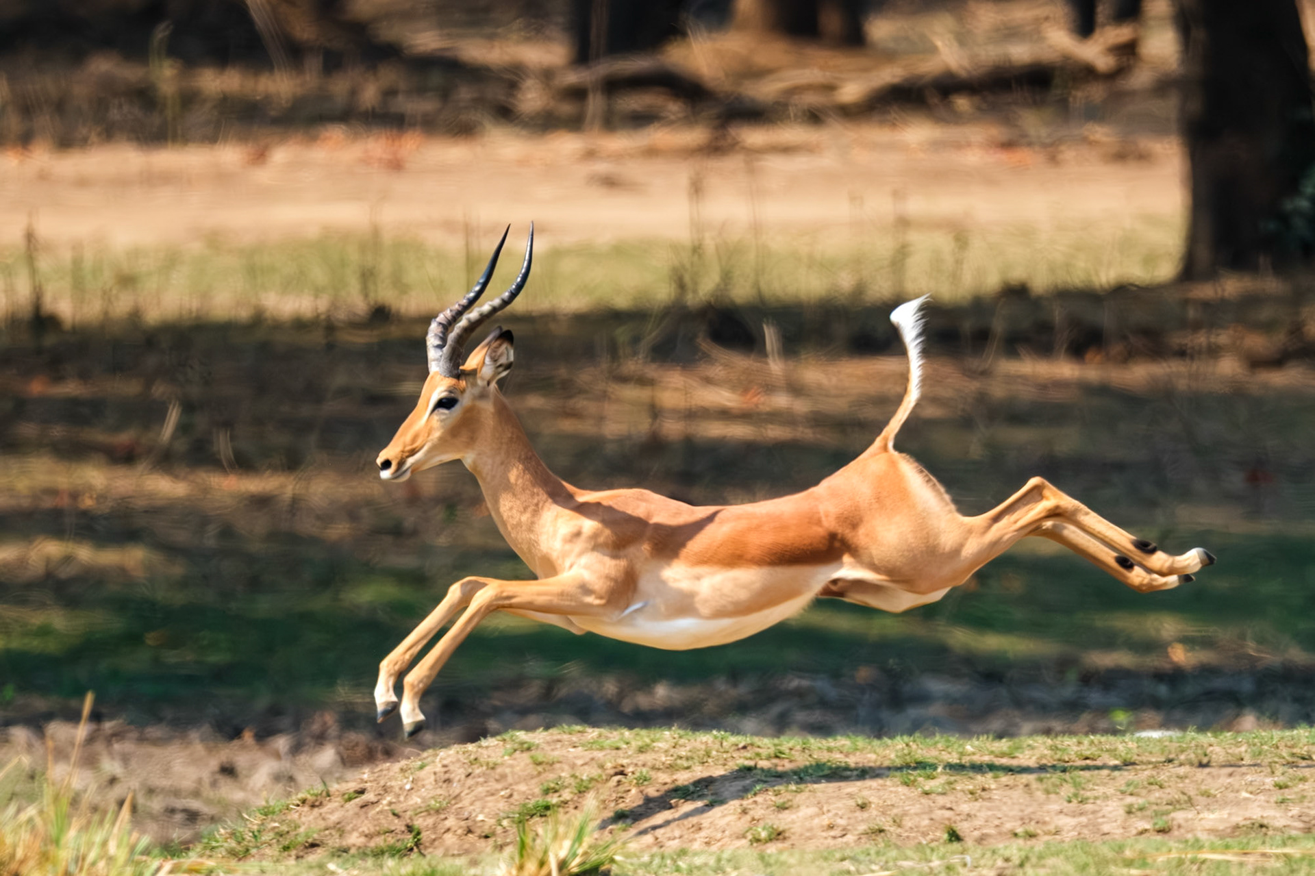 Zambia 2025 - Old Mondoro Camp - 4th Game Drive