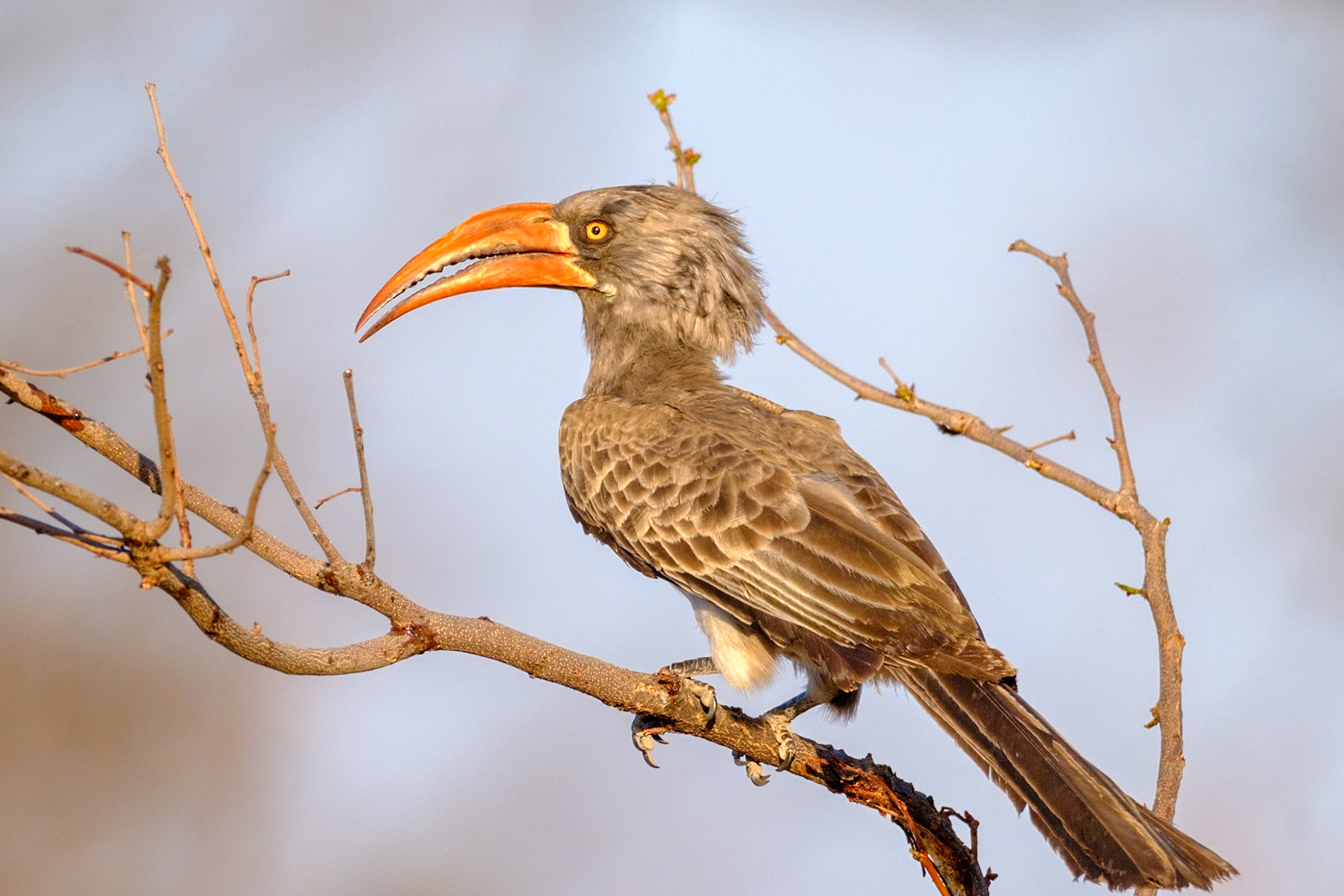 Botswana - Sable Alley Camp - Afternoon Game Drive - Southern Red-billed Hornbill