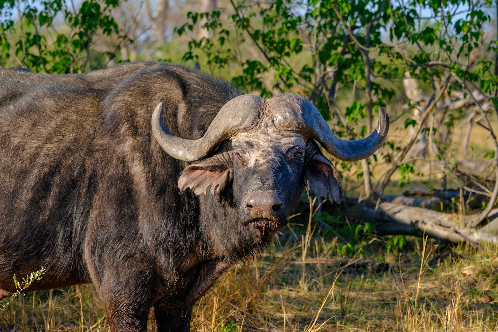 Botswana - Sable Alley Camp - Afternoon Game Drive