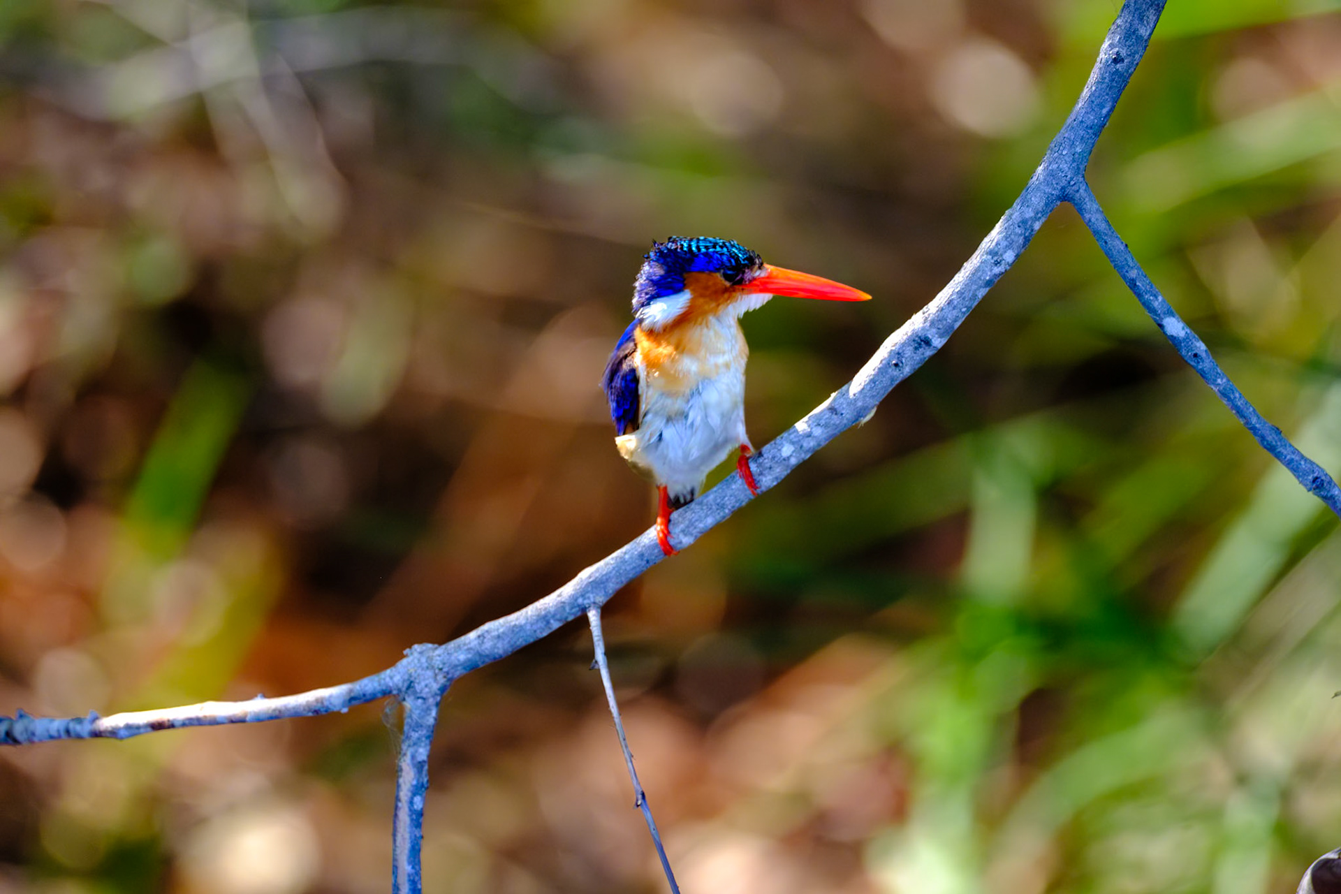 Botswana - Kwara Camp - Morning Boat Trip - Malachite Kingfisher