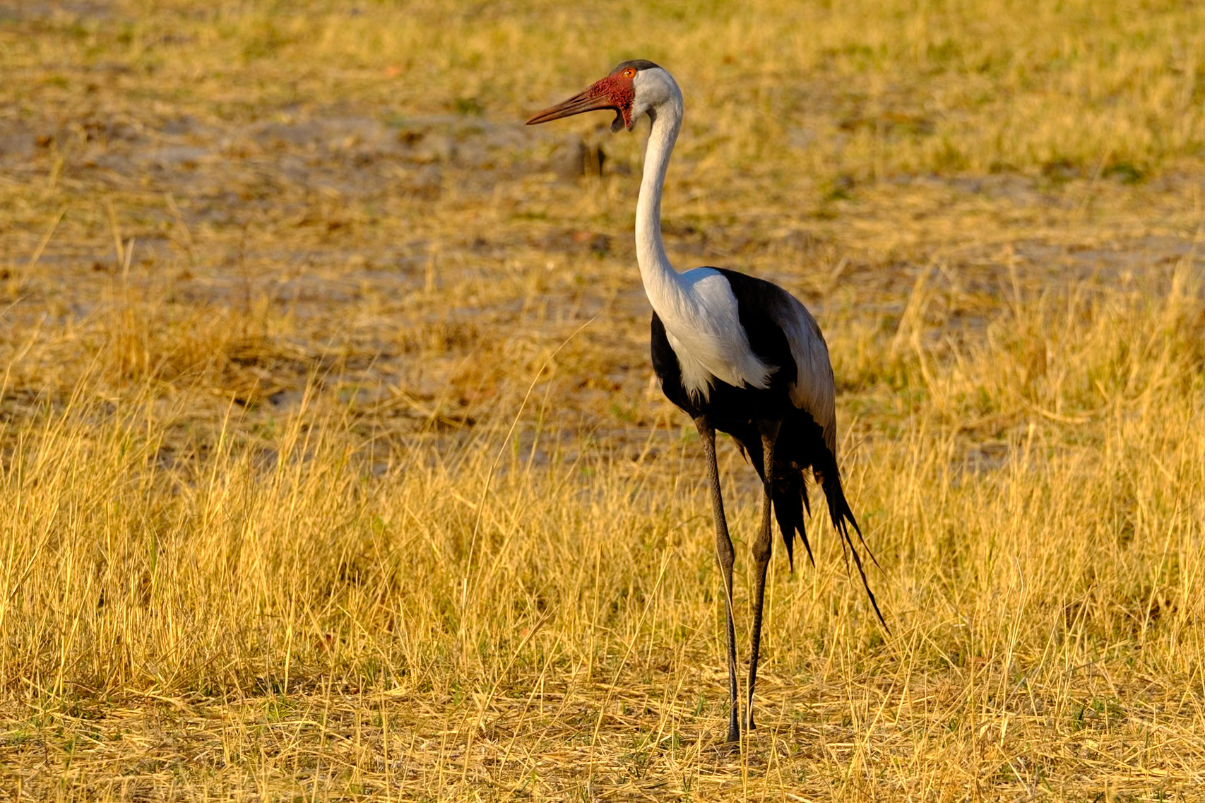 Botswana - Sable Alley Camp - Morning Game Drive - Wattled Crane