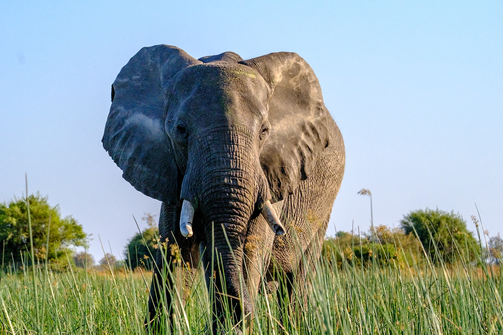 Botswana - Kwara Camp - Morning Mokoro trip - Elephant
