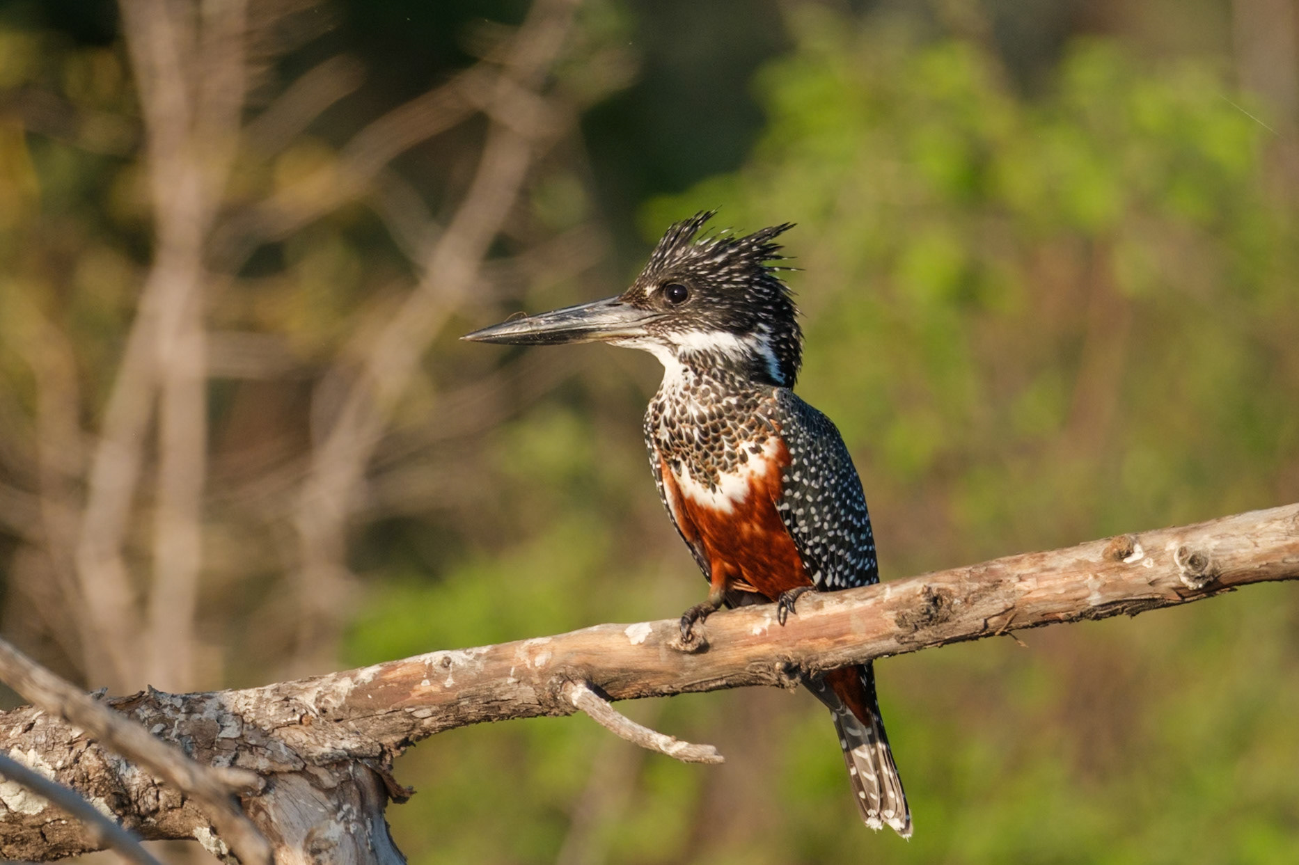 Zambia 2025 - Chiawa Camp - Boat trip on the Zambezi