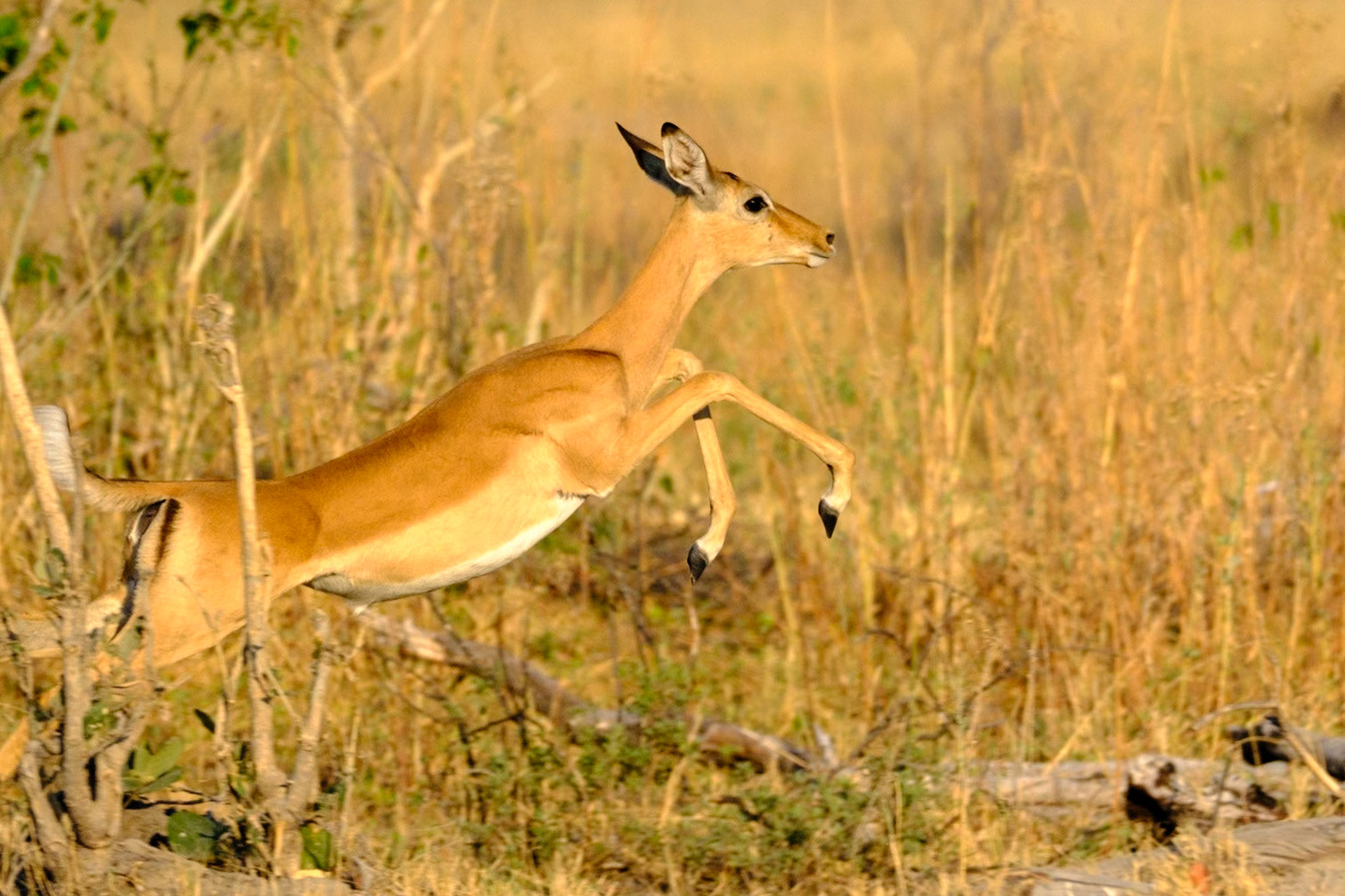 Botswana - Sable Alley Camp - Morning Game Drive - Impala Running
