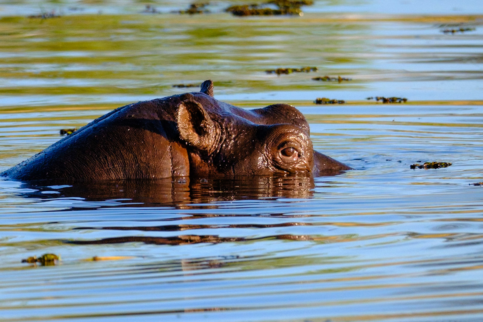 Botswana - Sable Alley Camp - Afternoon Game Drive - Hippos