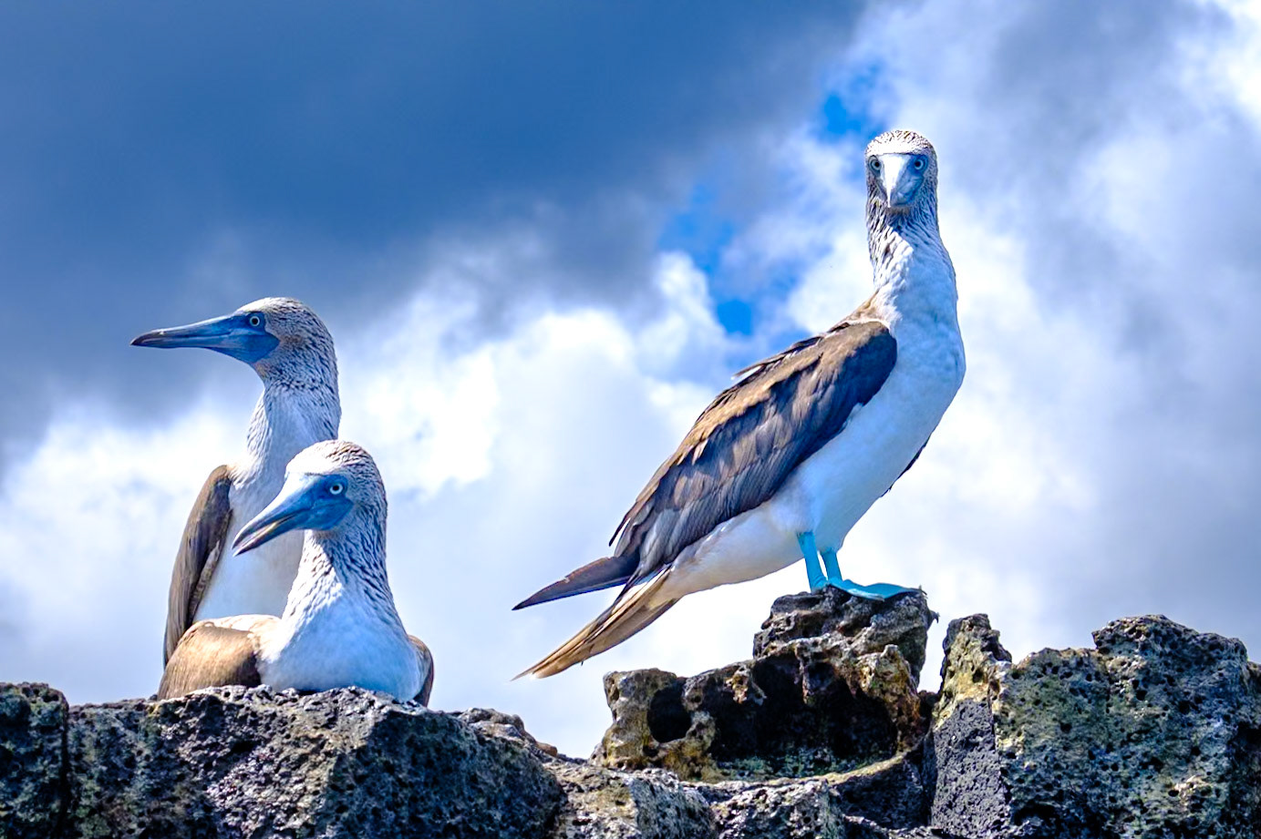 Galapagos Islands - Isabella Island - Moreno Point - Blue Footed Boobies