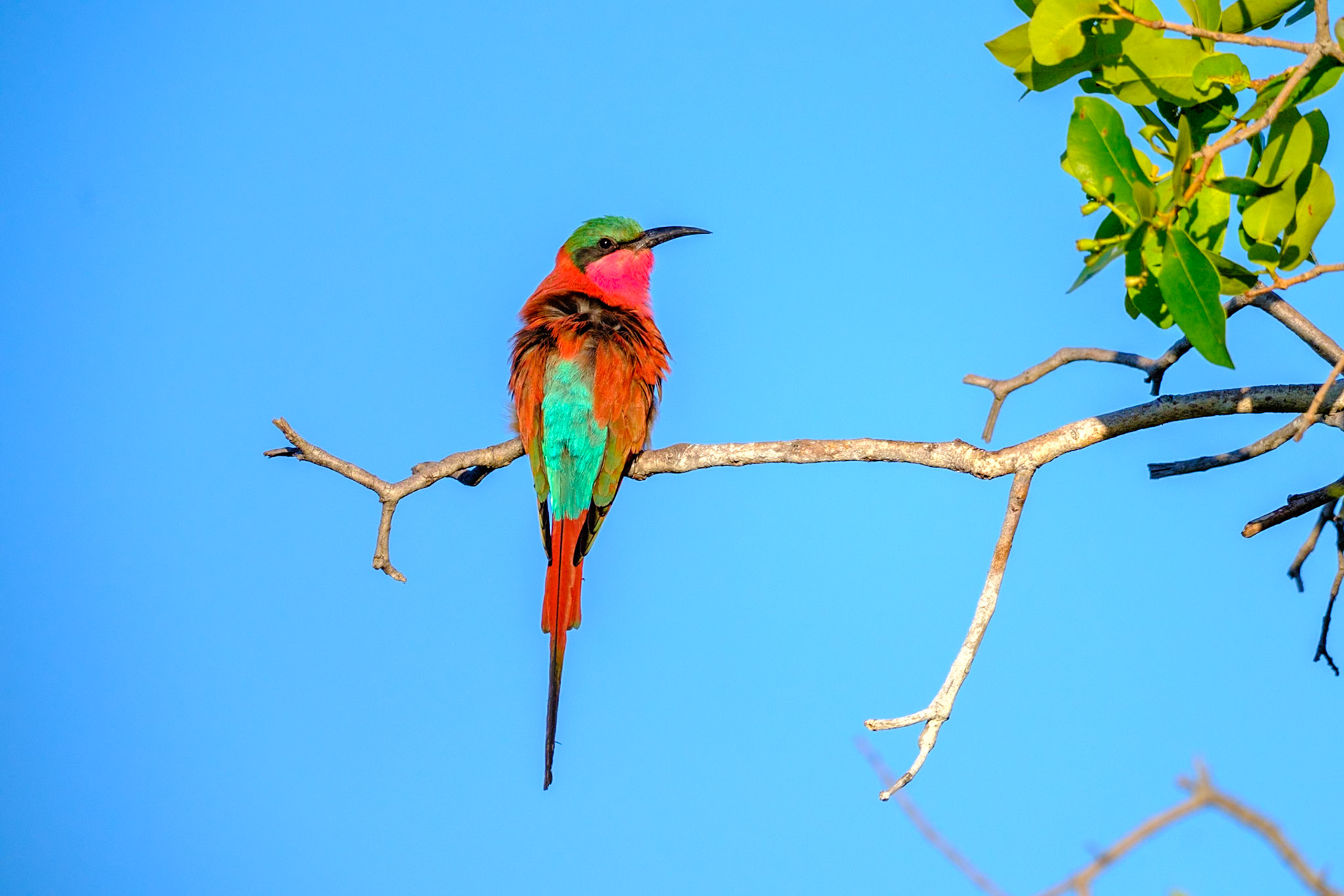 Botswana - Kwara Camp - Morning Boat Trip - Carmine Bee-eater