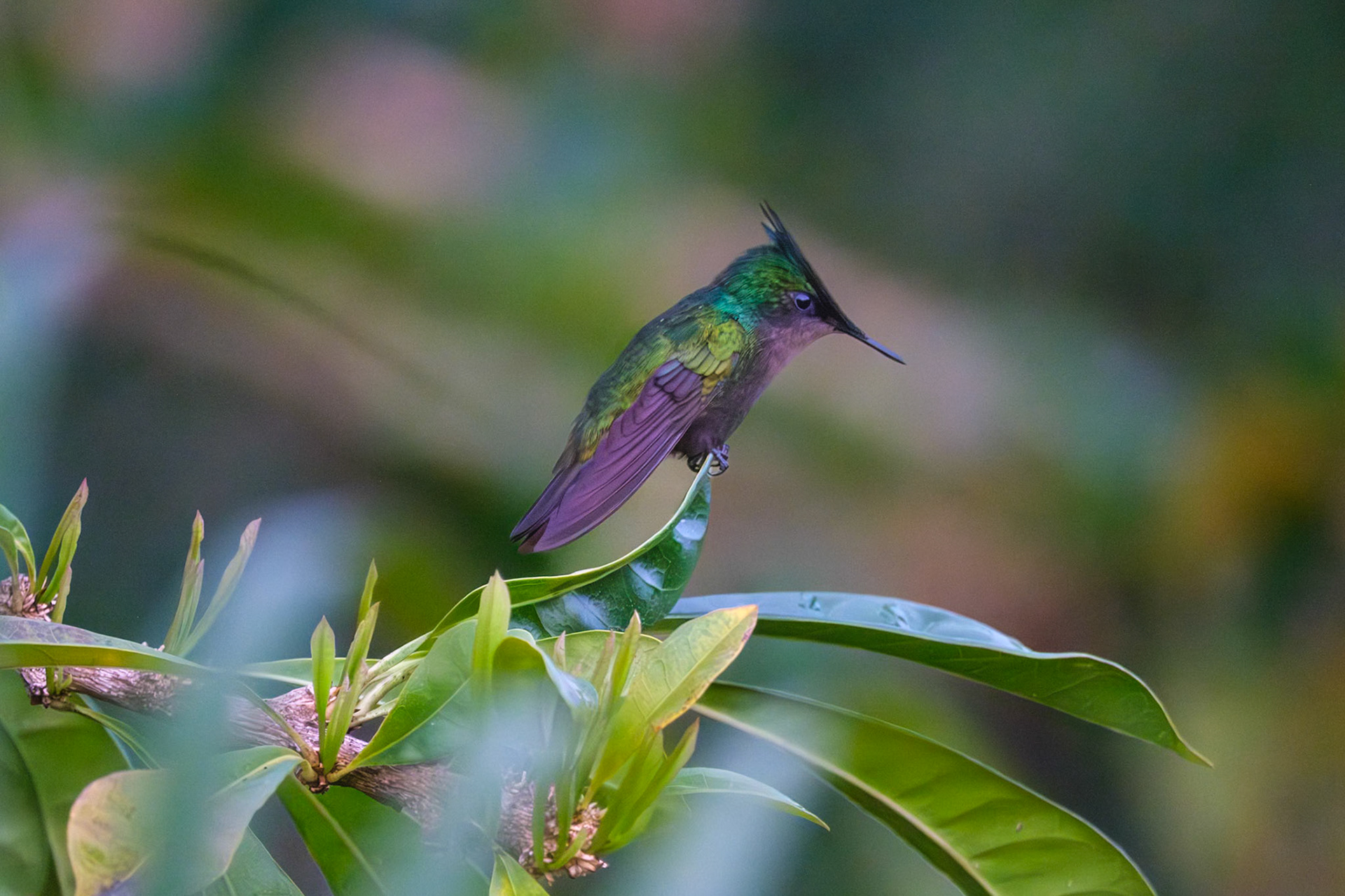 St. Lucia, Anse Chastenet, Antillean Crested Hummingbird