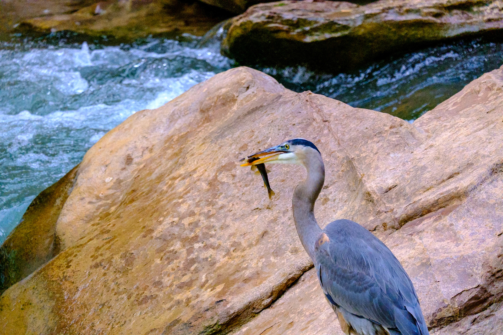 Utah Trip 2021Zion National Park - Riverside Walk Trail - Great Blue Heron