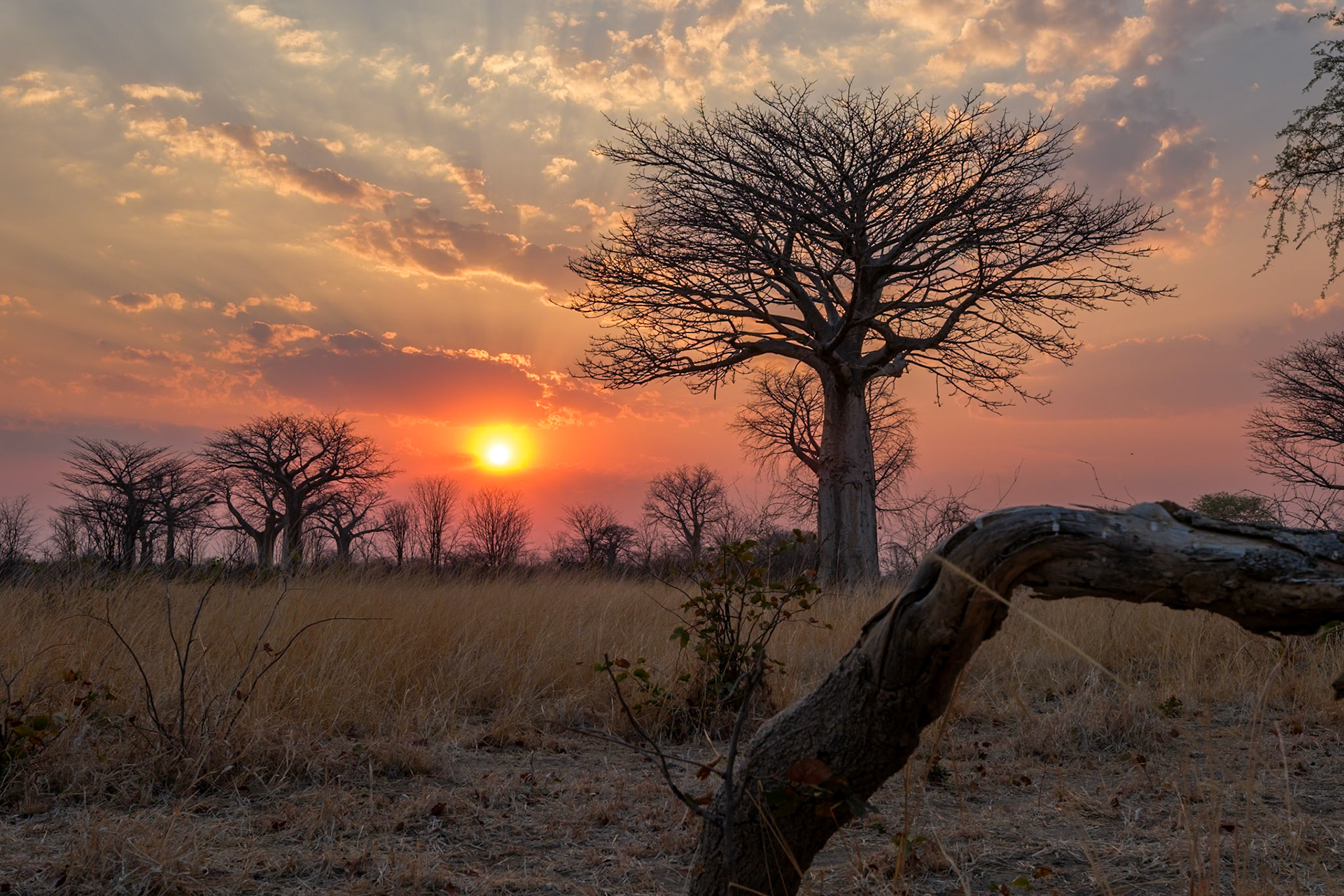 Zambia 2025 - Mwamba Camp - 7th Game Drive - In the Baobab Forest