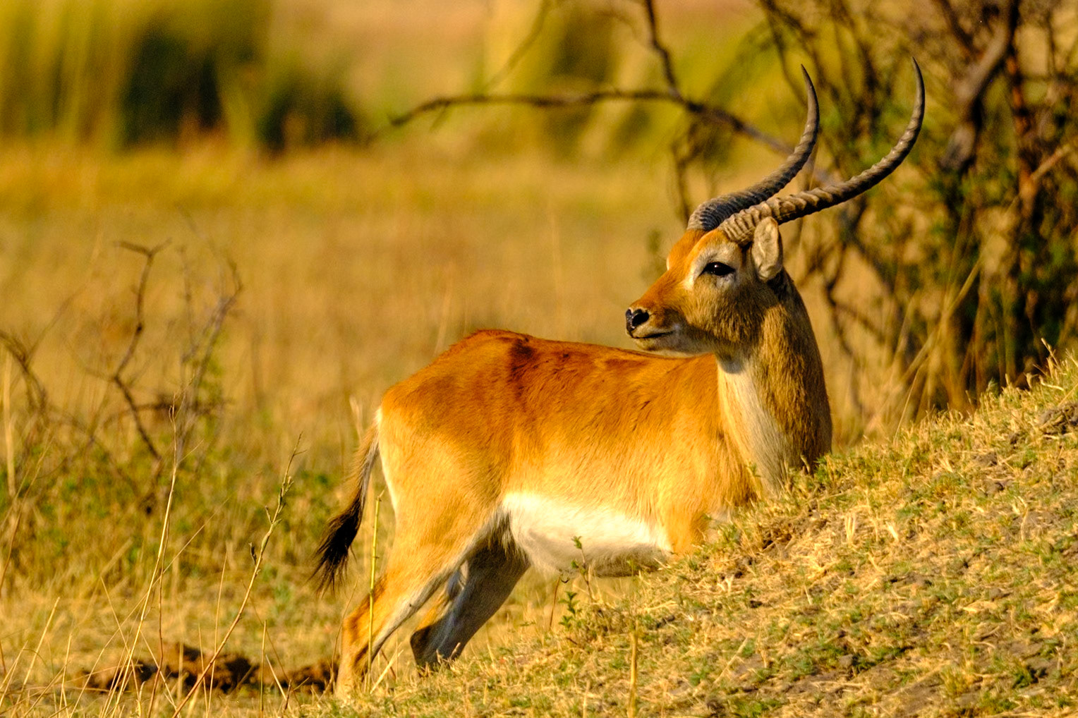Botswana - Sable Alley Camp - Morning Game Drive - Impala Running