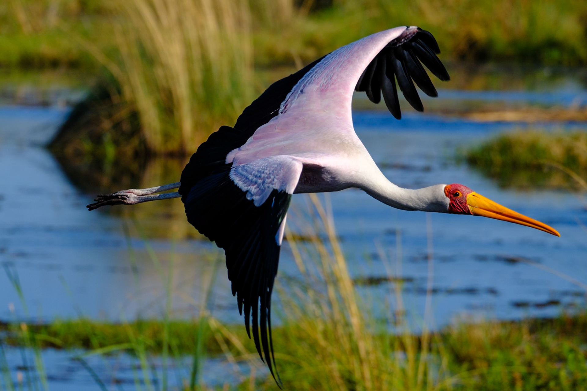 Botswana - Kwara Camp - Morning Boat Trip - Heronry - Yellow-billed Stock