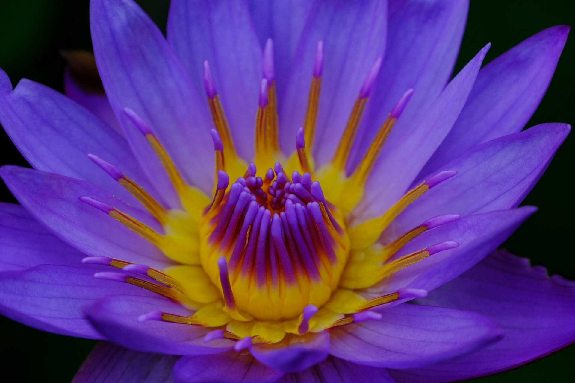 New Zealand - Wellington - Botanical Garden