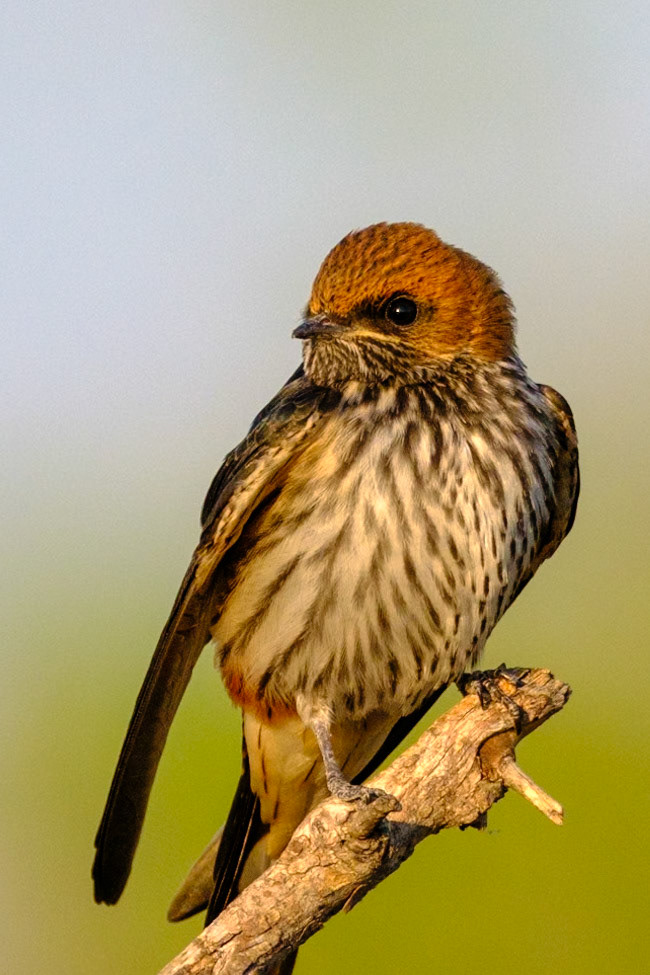 Botswana - Sable Alley Camp - Morning Game Drive - (?)
