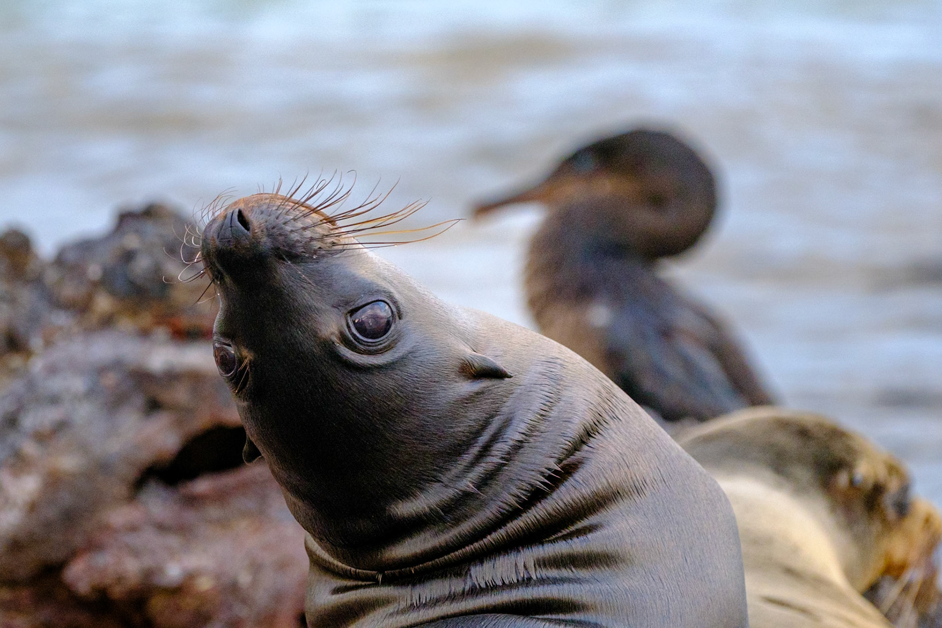 Galapagos Islands - Isabella Island - Elizabeth Bay - Mangrove Forest - Sea Lion